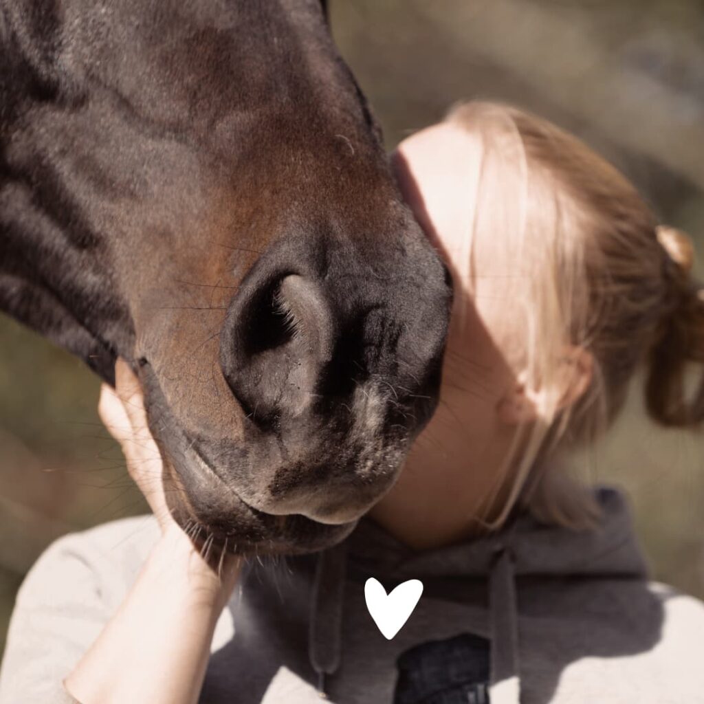 Beziehung zwischen Pferd und Mensch